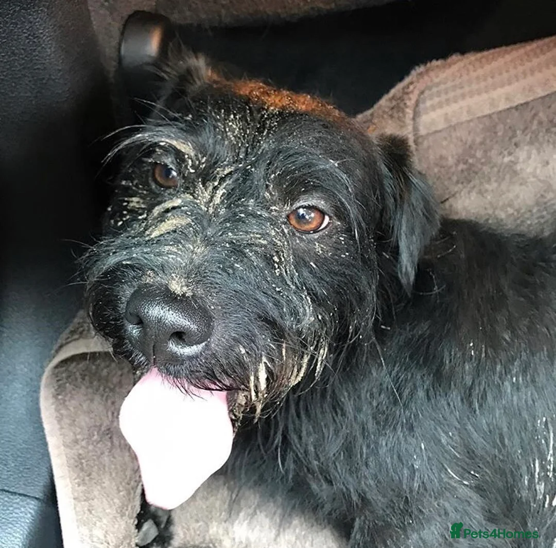 Mixed Breed dogs for sale: Well loved home needed! - Advert 2