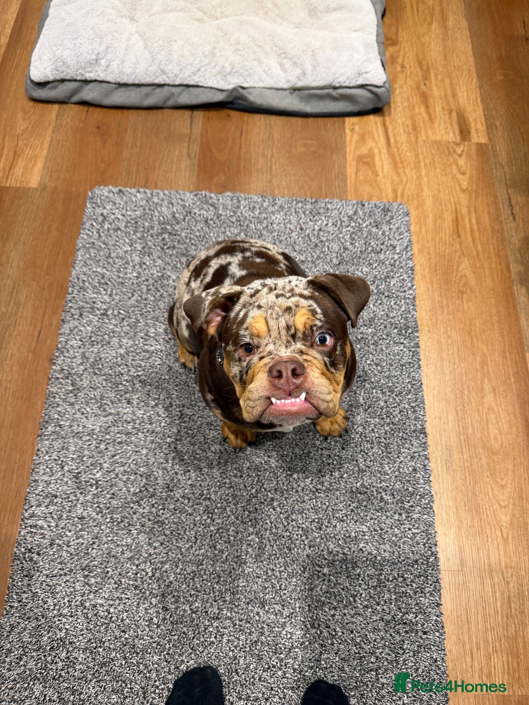 English Bulldog dogs for sale: Stunning & unique English Bulldog female  - Advert 2