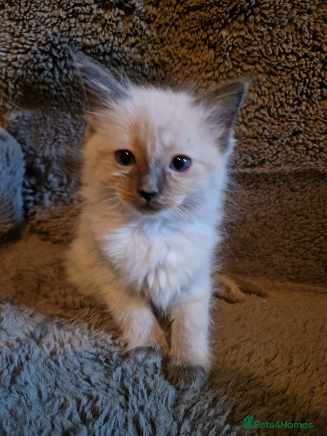 Ragdoll cats for sale: Cute playful ragdoll kittens 😸  - Advert 3