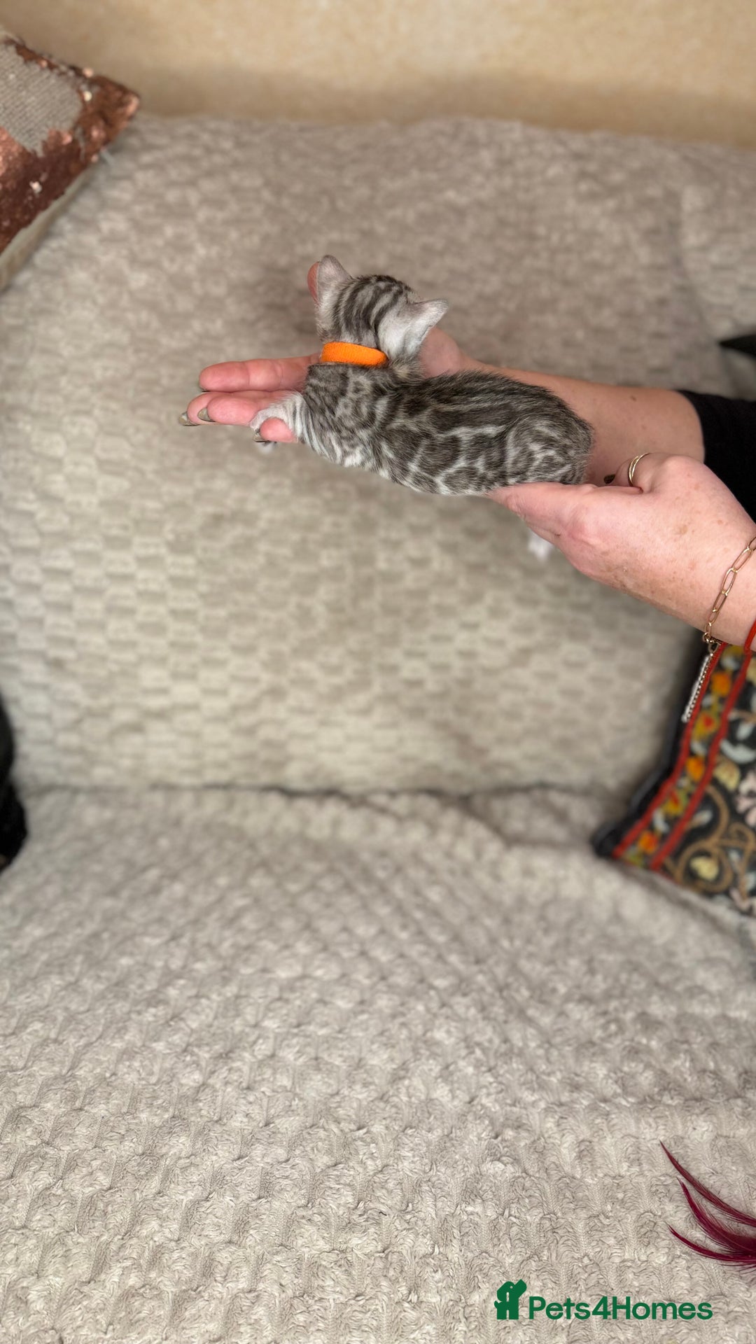 Bengal cats for sale: Pure Bengal kittens for sale  - Advert 11