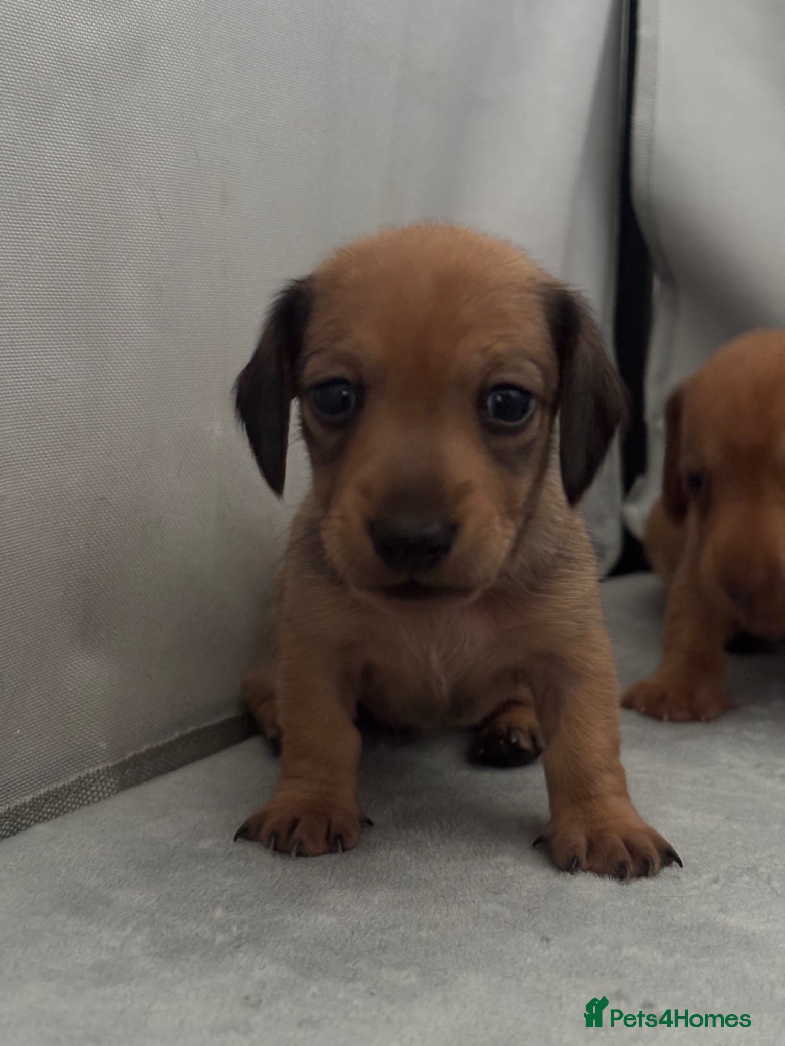 Miniature Dachshund dogs Beautiful Miniature Dachshund Puppies – Ready Soon - Advert 17
