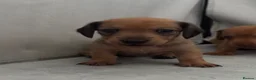 Miniature Dachshund dogs for sale: Beautiful Miniature Dachshund Puppies – Ready Soon - Advert 2