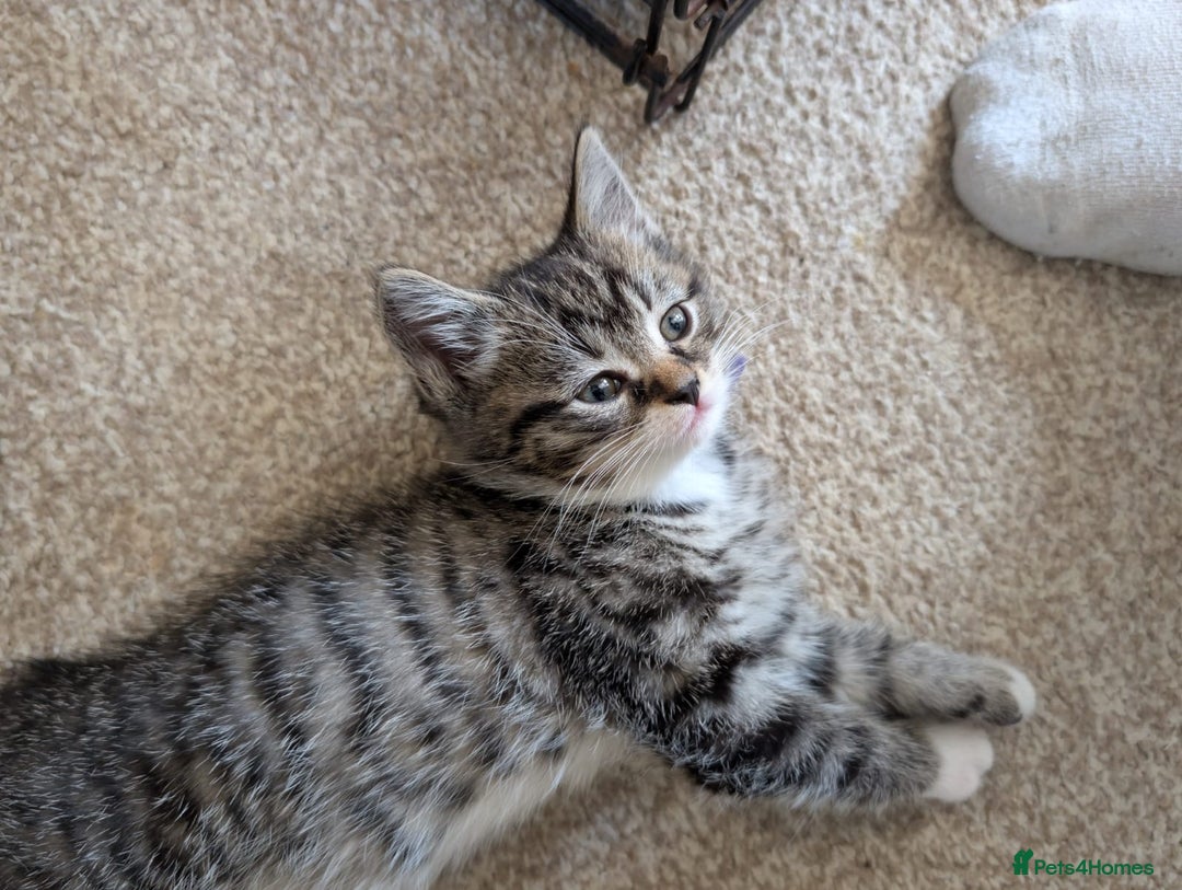 British Shorthair cats for sale: Beautiful British short hair  - Image 18