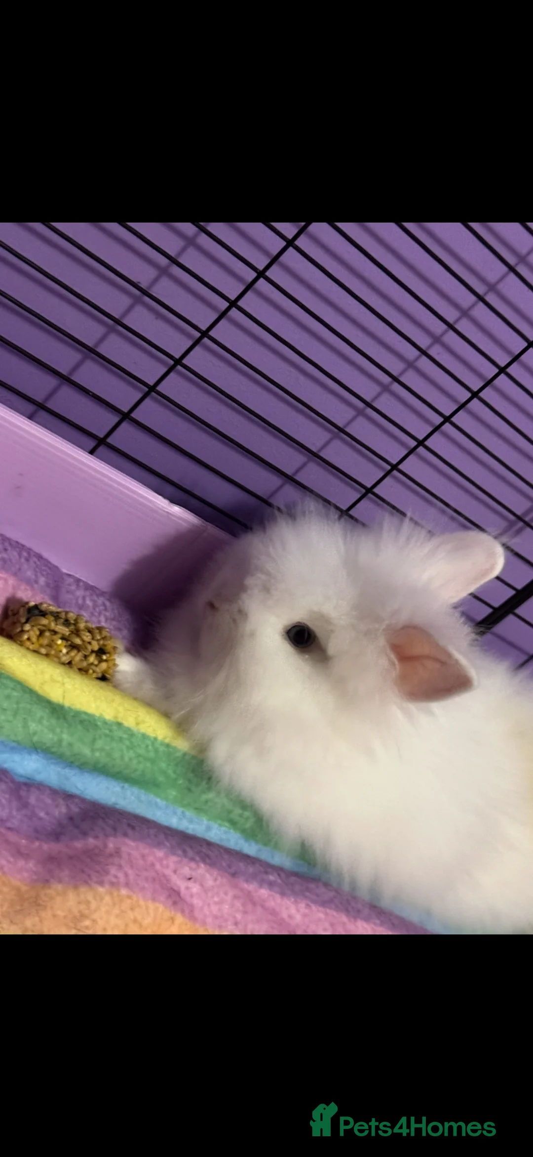 Lionhead rabbits for sale: Gorgeous double-mane lionhead rabbits in Wetherby - Advert 6