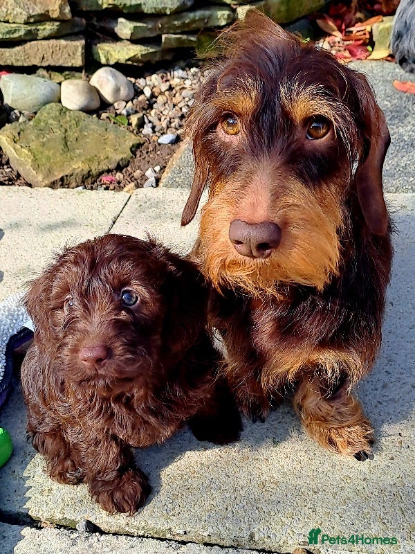 Doxiepoo dogs Daxiepoo babies looking for forever home - Advert 1