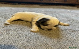 Cockapoo dogs for sale: Gorgeous cockapoo puppies F1B - Image 2