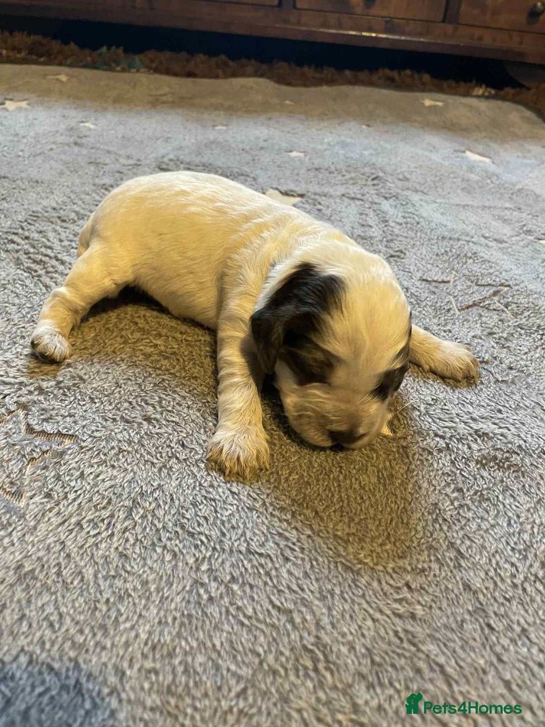 Cockapoo dogs for sale: Gorgeous cockapoo puppies F1B - Image 2