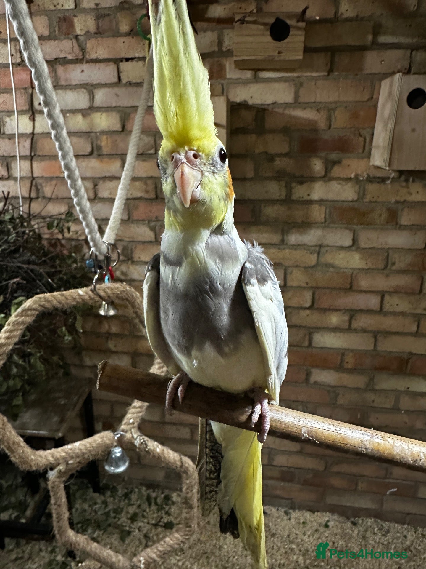 Cockatiels birds for sale: 10 weeks old beautiful cockatiel not tamed - Advert 1