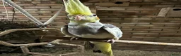 Cockatiels birds for sale: 10 weeks old beautiful cockatiel not tamed - Advert 1