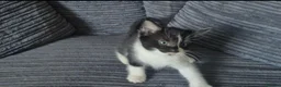 Mixed Breed cats for sale: Gorgeoeus mixed Breed kittens - Advert 16