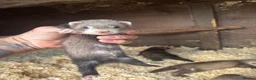Ferret rodents for sale: 6 hob ferret kits for sale in Atherstone - Advert 6