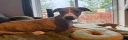 Whippet dogs for sale: 3 Lovely boys  - Advert 2