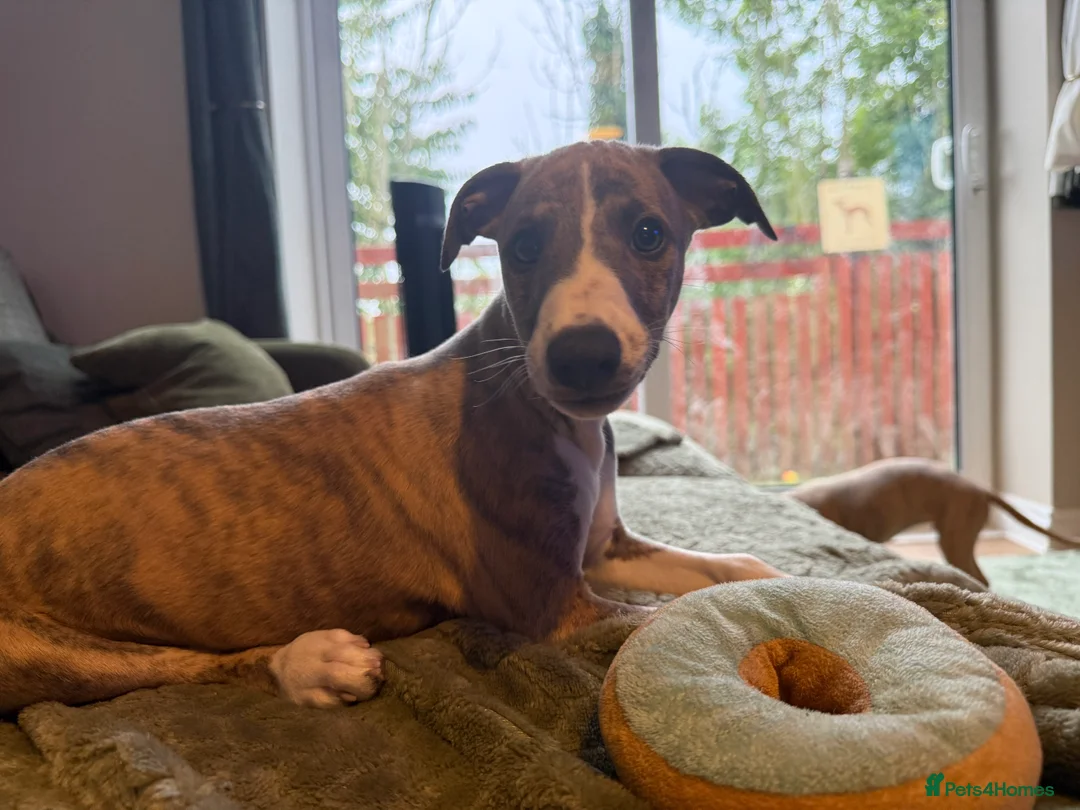 Whippet dogs for sale: 3 Lovely boys  - Advert 2