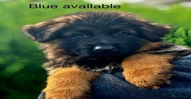 German Shepherd dogs - Advert 1