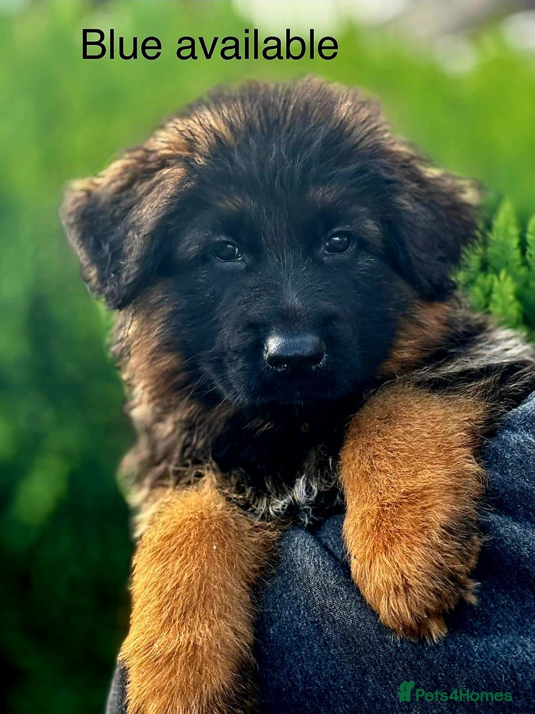 German Shepherd dogs for sale: Ready for new home. German Shepard 1 boy Left!!!  - Image 1
