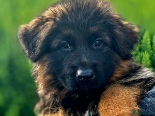 German Shepherd dogs - Advert 35