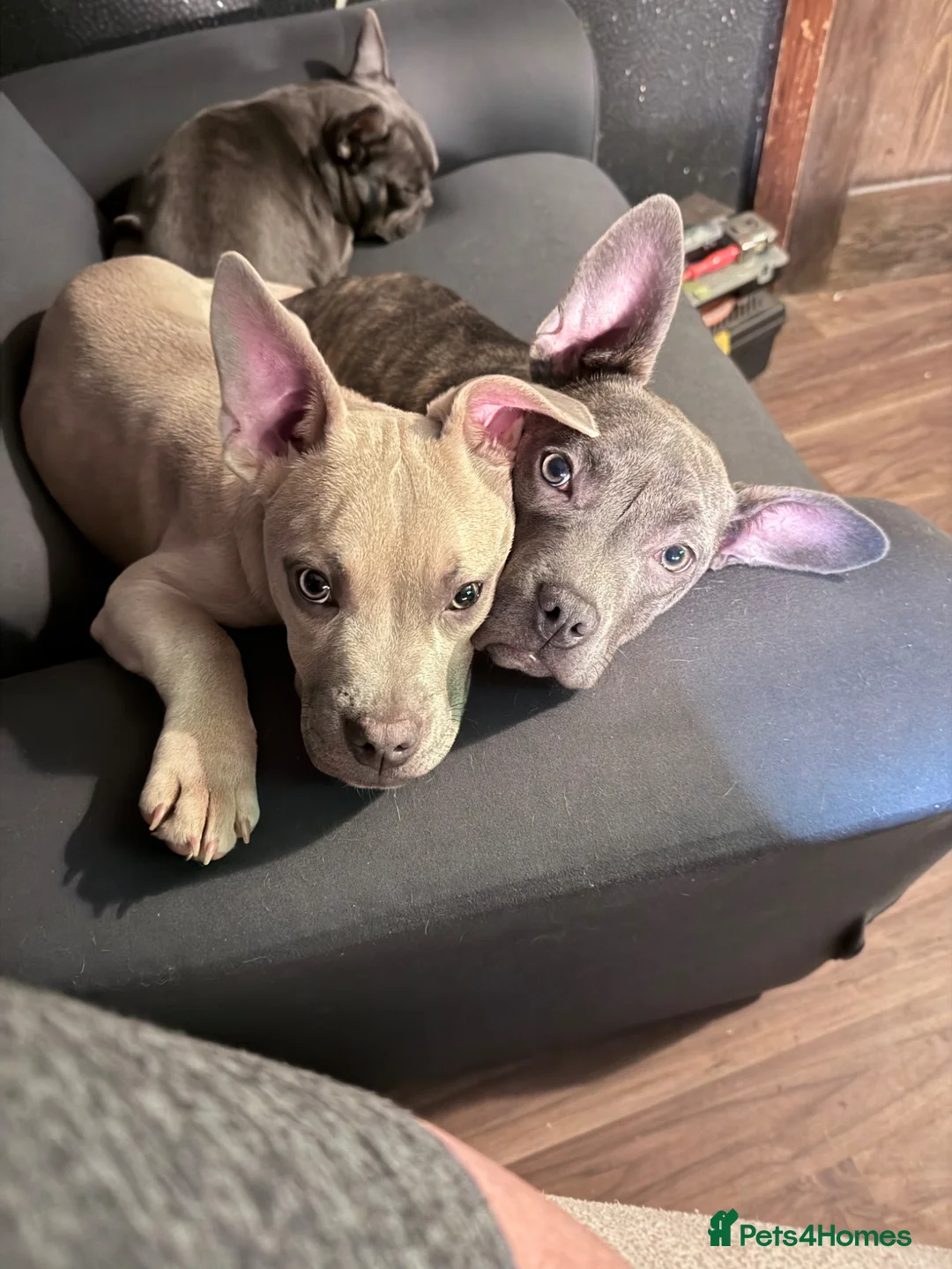 Mixed Breed dogs for sale: Beautiful Fraffie girl - Advert 2