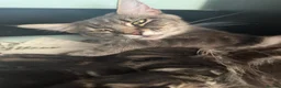 Mixed Breed cats for sale: Mother and daugther - Advert 8