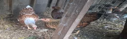Chickens poultry for sale: Bantam Laced Wyandotte Chickens in Wetherby - Advert 3