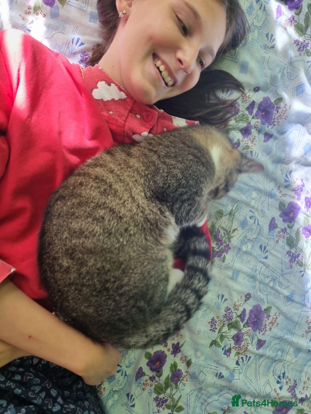 Mixed Breed cats for adoption: TOM -a friendly & proud boy- needs a Loving Home - Image 2