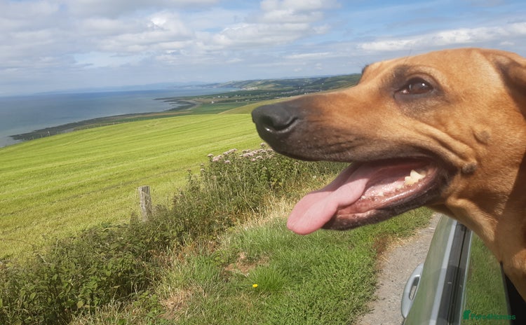 Rhodesian Ridgeback dogs - Advert 1