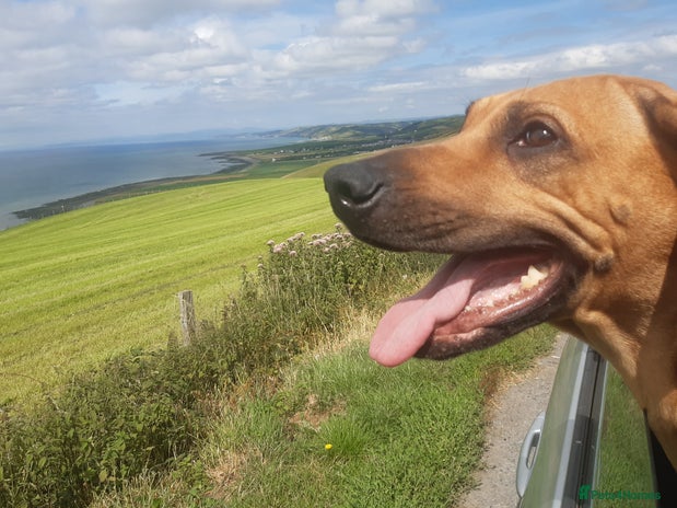 Rhodesian Ridgeback dogs - Advert 4