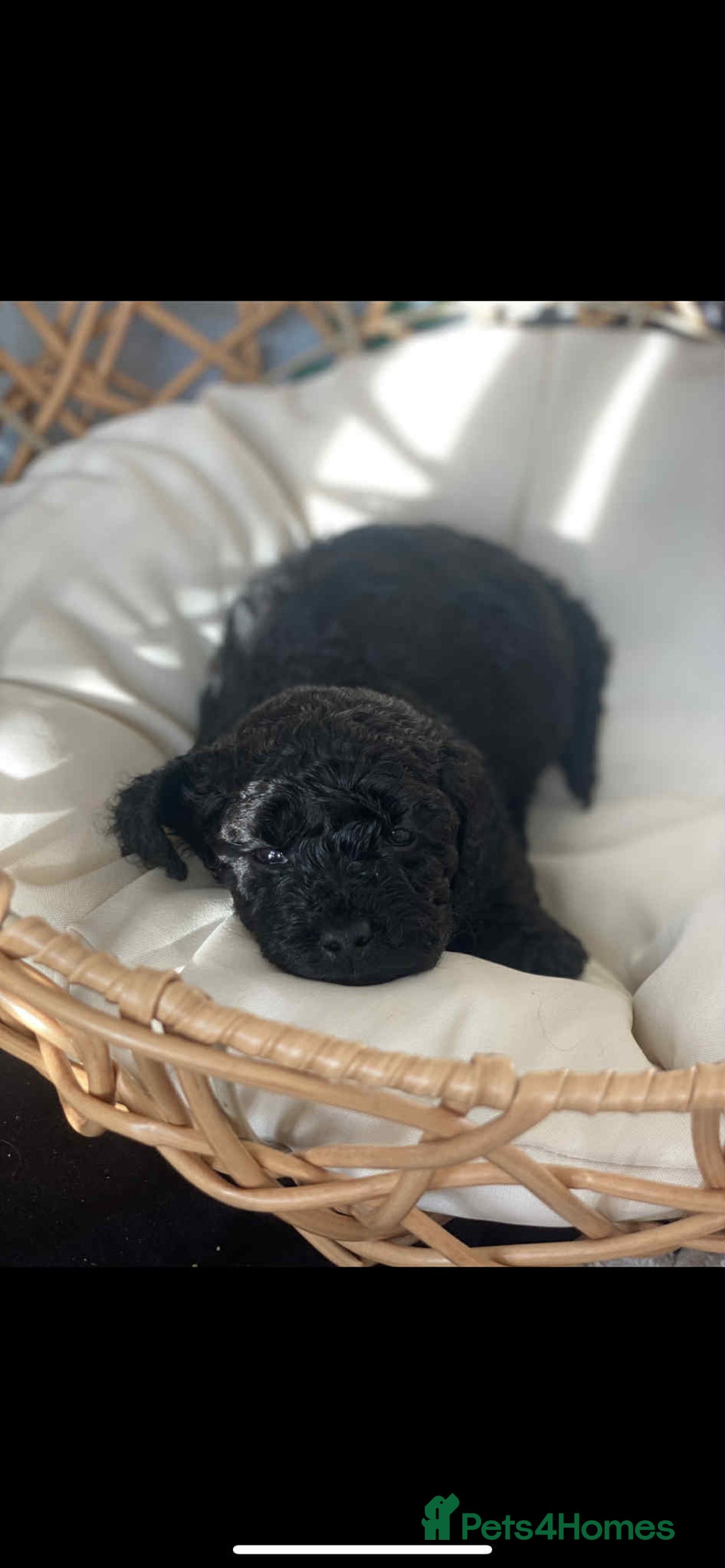 Toy Poodle dogs for sale: One Kc phantom toy poodle left- ready now!  - Advert 22