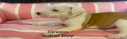 Staffordshire Bull Terrier dogs for sale: Stunning litter of Staffies  - Advert 5