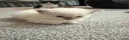 Ragdoll cats for sale: 2 stunning ragdoll kittens and 2 ragdoll x bengal  - Advert 9