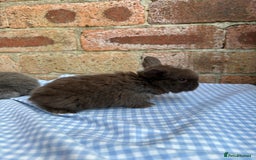 Mini Lop rabbits for sale: Beautiful Pure Bred minilops  - Image 3