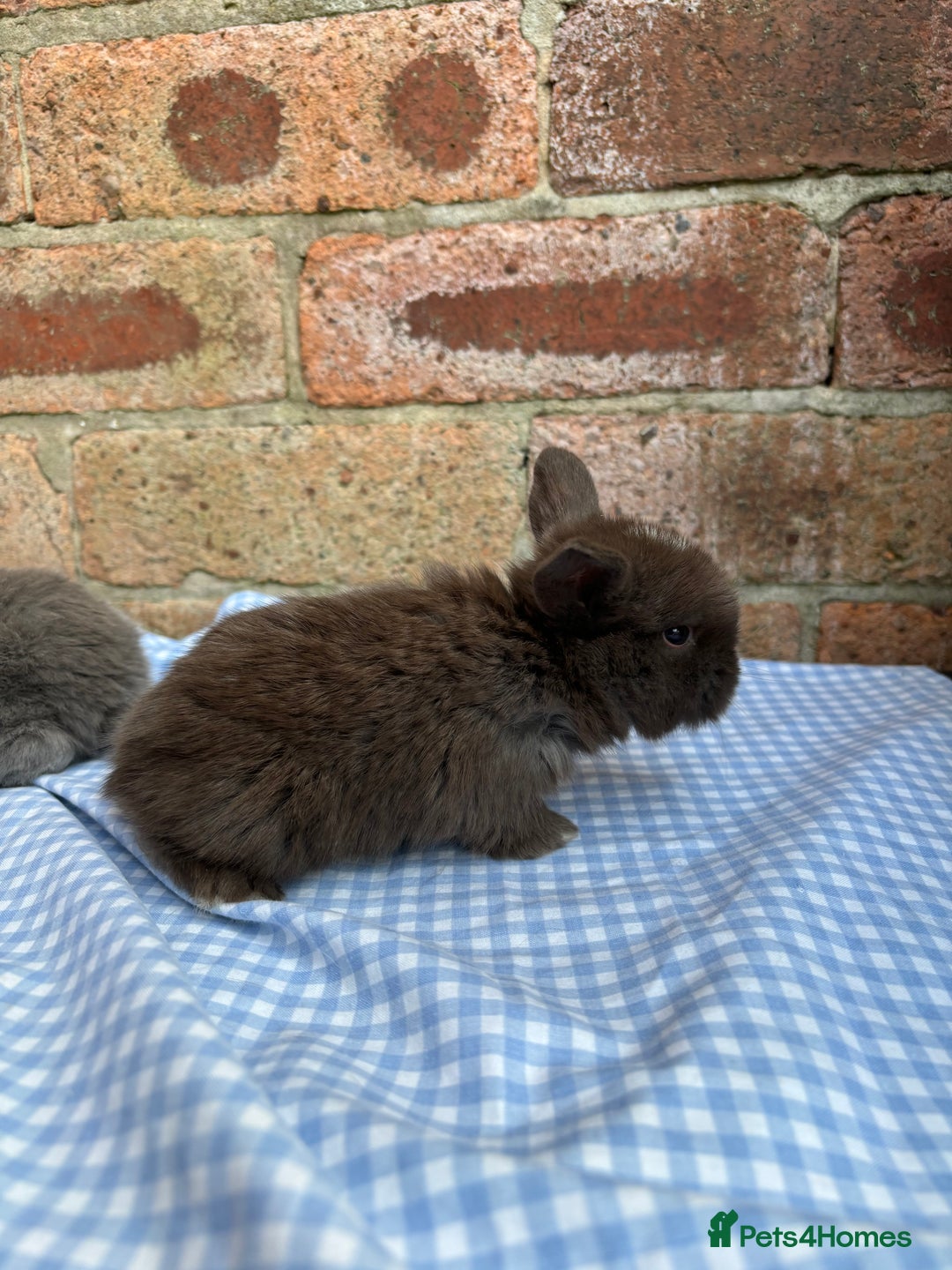 Mini Lop rabbits for sale: Beautiful Pure Bred minilops  - Image 3