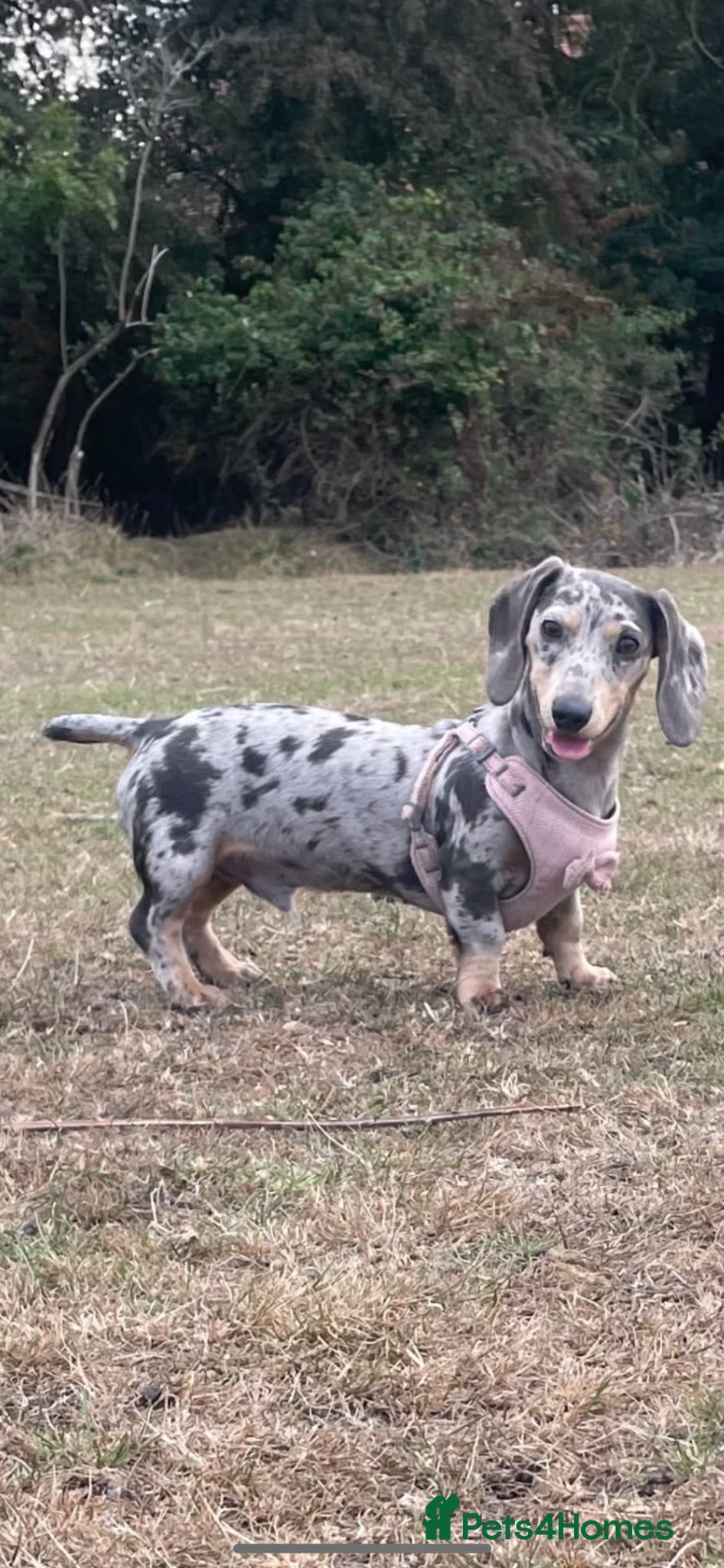 Miniature Dachshund dogs Barney  - Advert 1