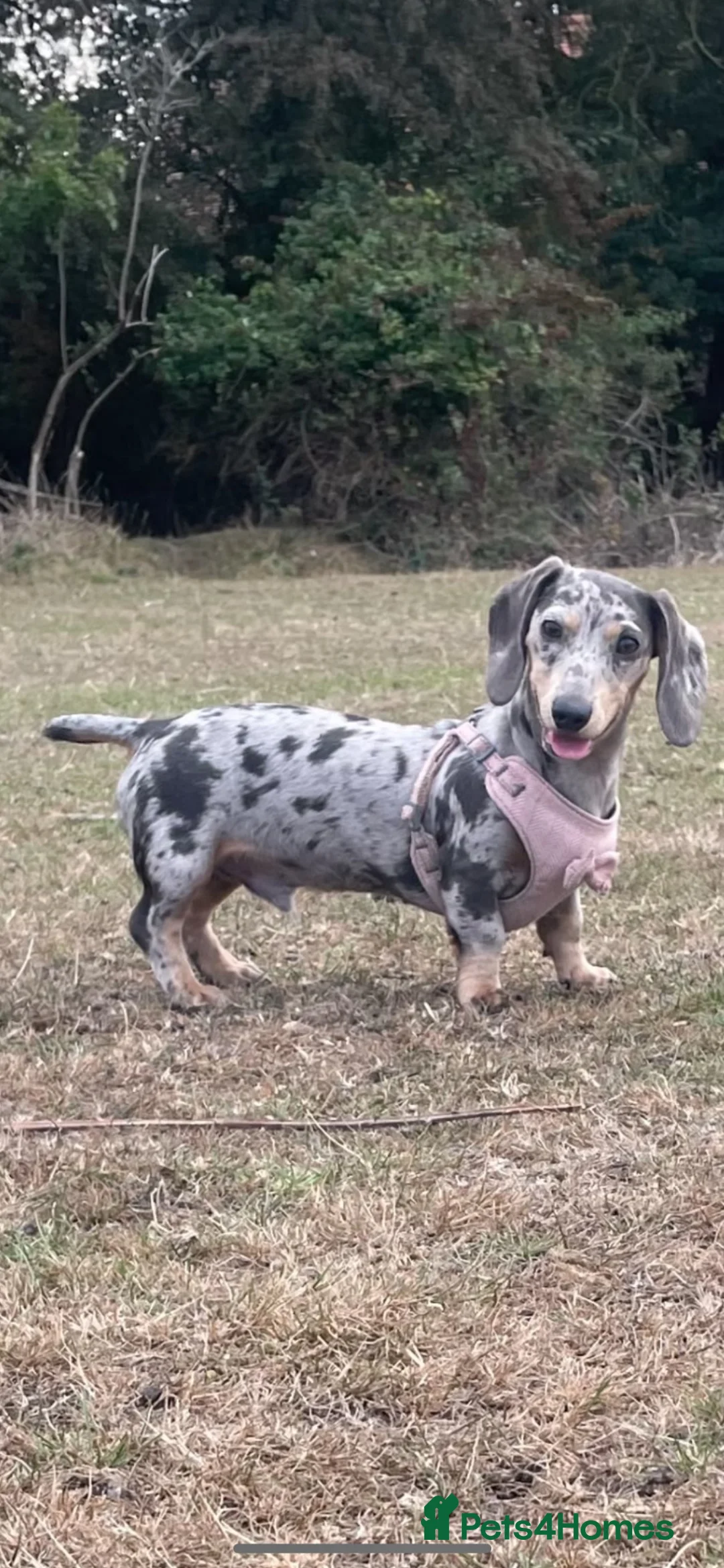 Miniature Dachshund dogs for stud: Barney  - Advert 1