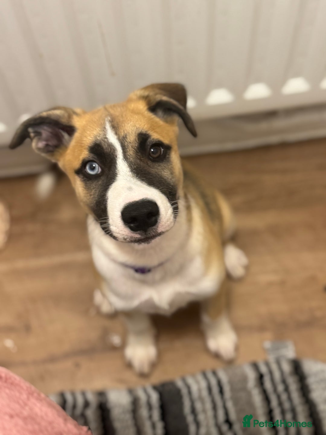 Mixed Breed dogs for sale: Staff x Husky Pup - Image 8