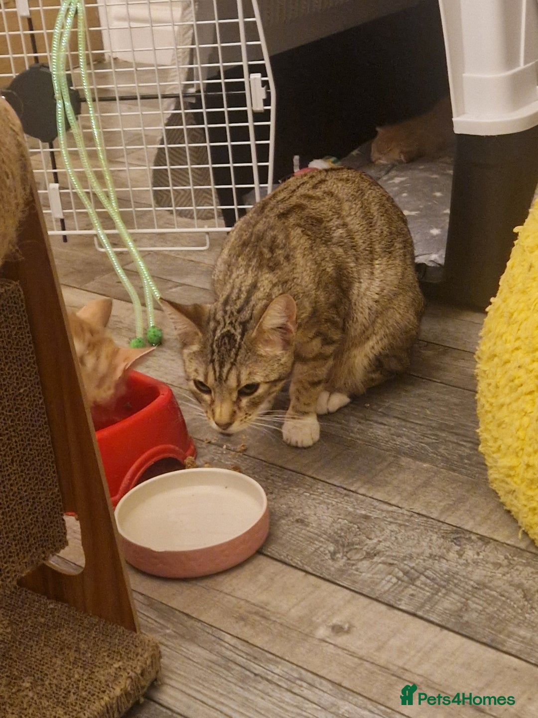 Bengal cats for sale: 2 gorgeous rescue Bengal x for adoption  - Image 3