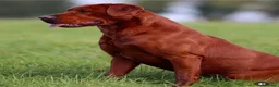 Labrador Retriever dogs for sale: Dark Fox Red Labrador Puppies  - Advert 2