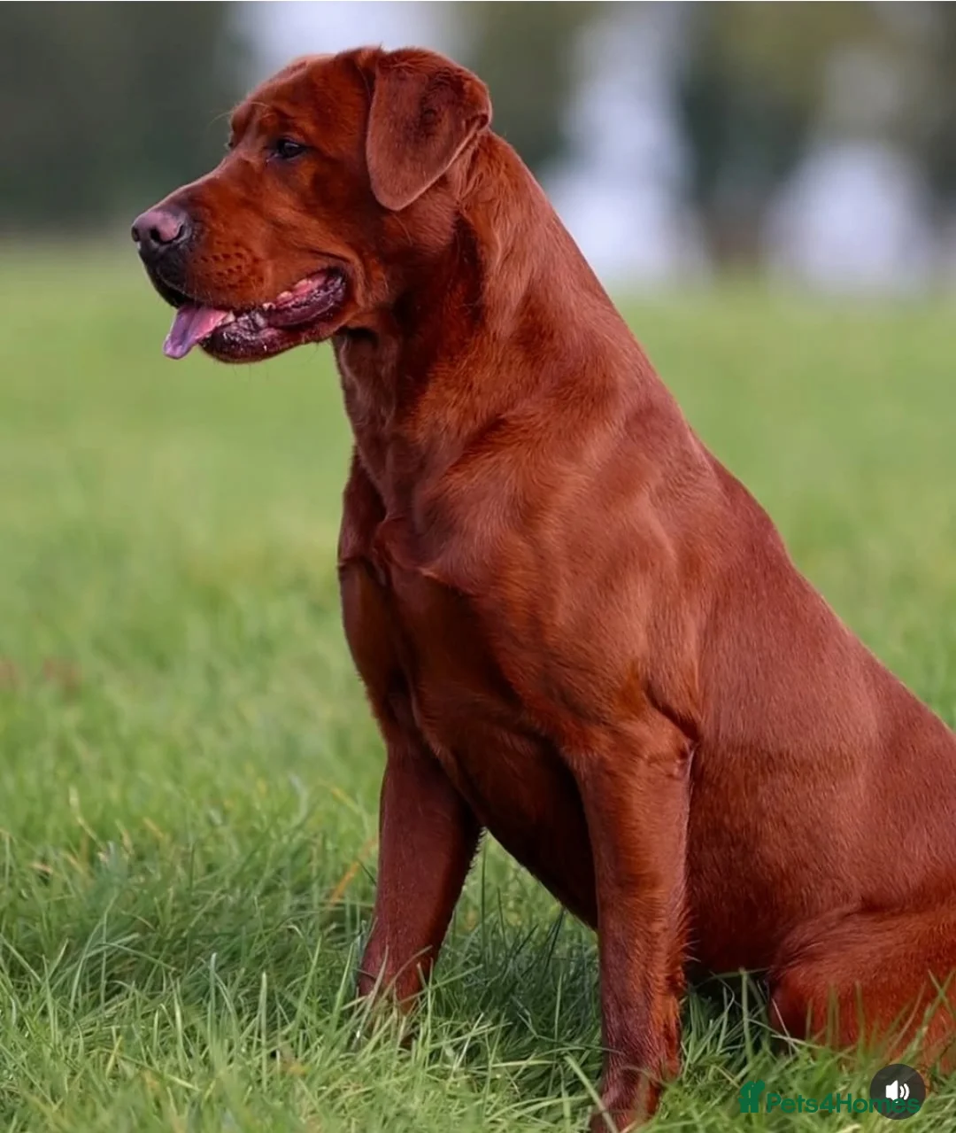 Labrador Retriever dogs for sale: Dark Fox Red Labrador Puppies  - Advert 2