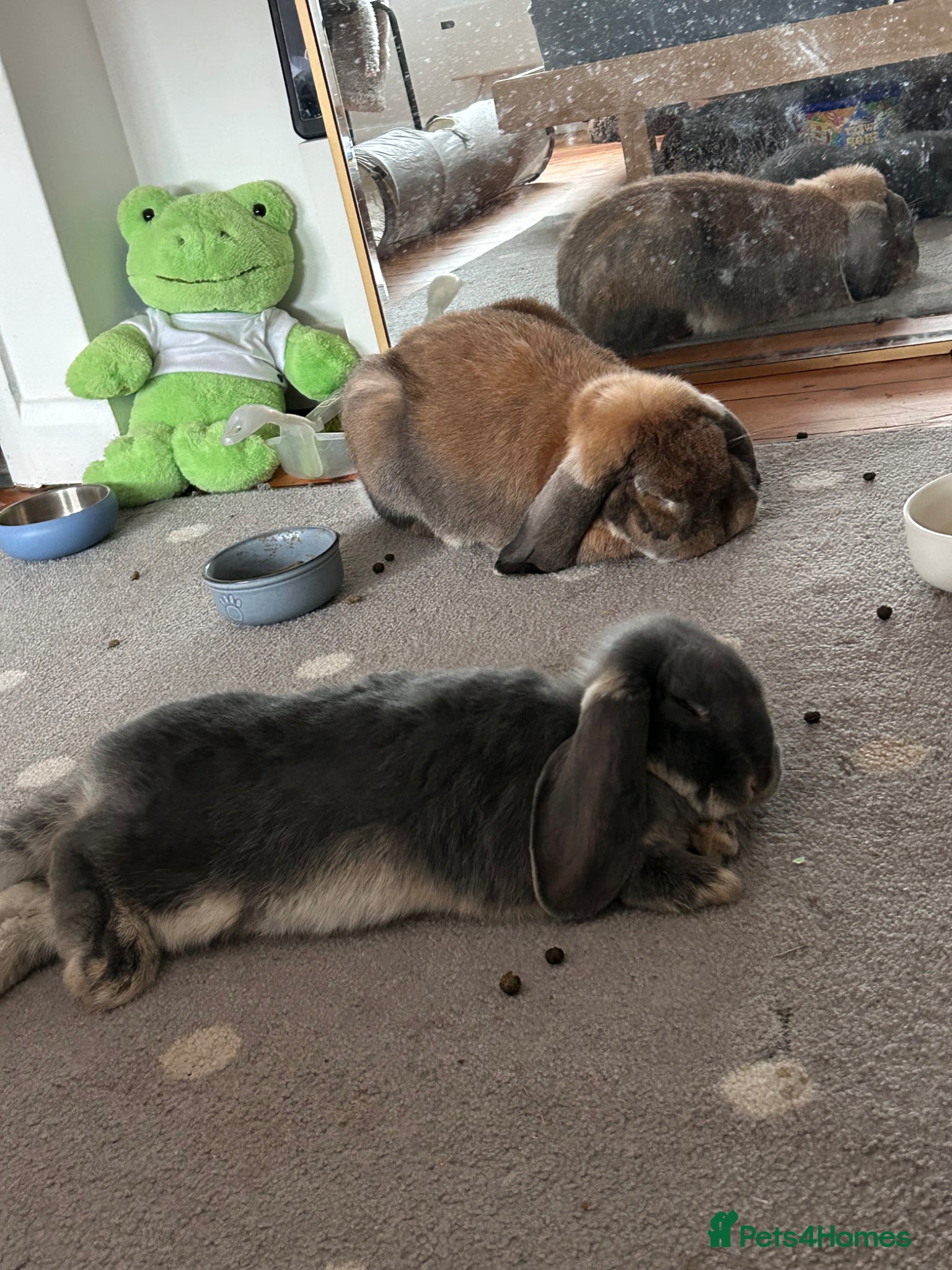 French Lop rabbits two gorgeous male french lops one giant  - Advert 1
