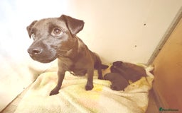 Patterdale Terrier dogs for sale: Quality Patterdale Terrier Pups - Image 1