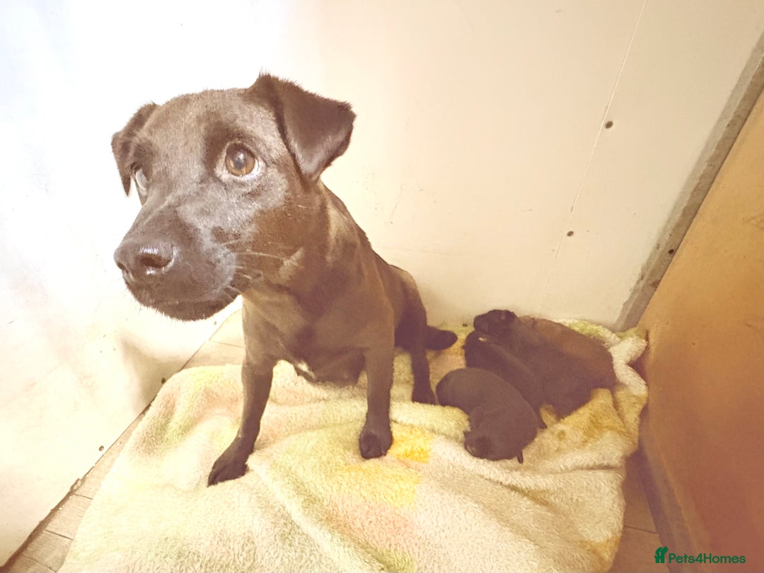 Patterdale Terrier dogs for sale: Quality Patterdale Terrier Pups - Image 1