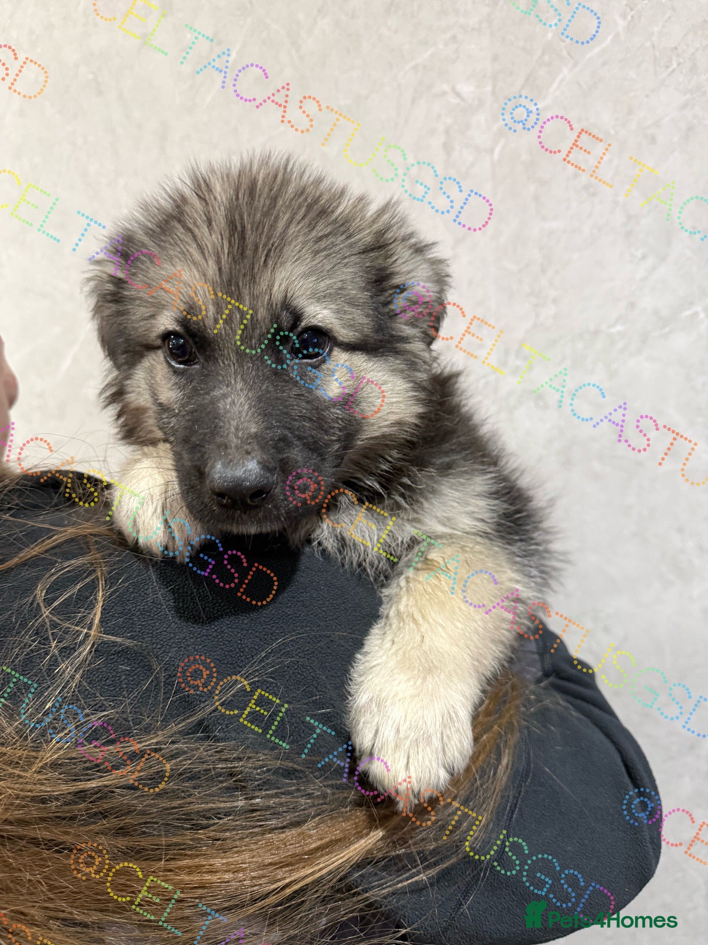 German Shepherd dogs  Reduced Stunning kcreg long coat GSD pups  - Advert 2
