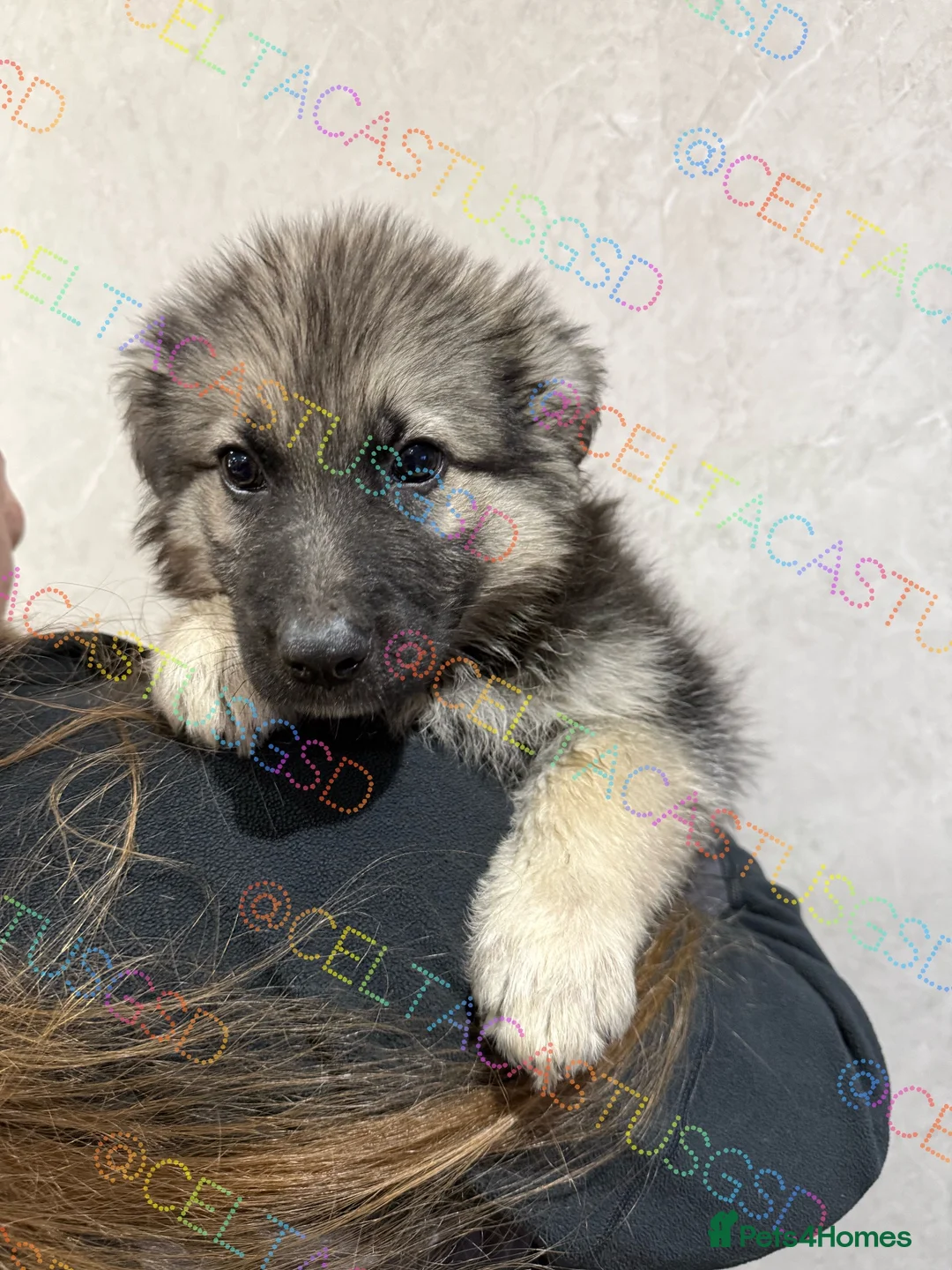 German Shepherd dogs for sale:  Reduced Stunning kcreg long coat GSD pups  - Advert 2