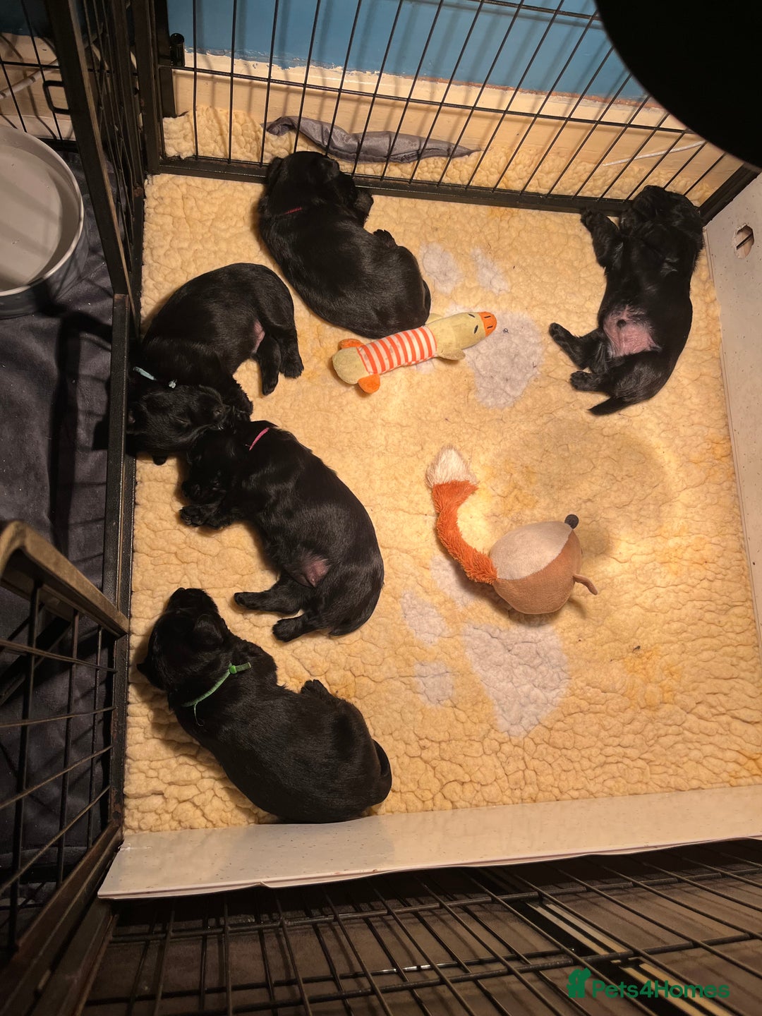 Scottish Terrier dogs for sale: 2 beautiful Scottish terrier boys available  - Advert 5