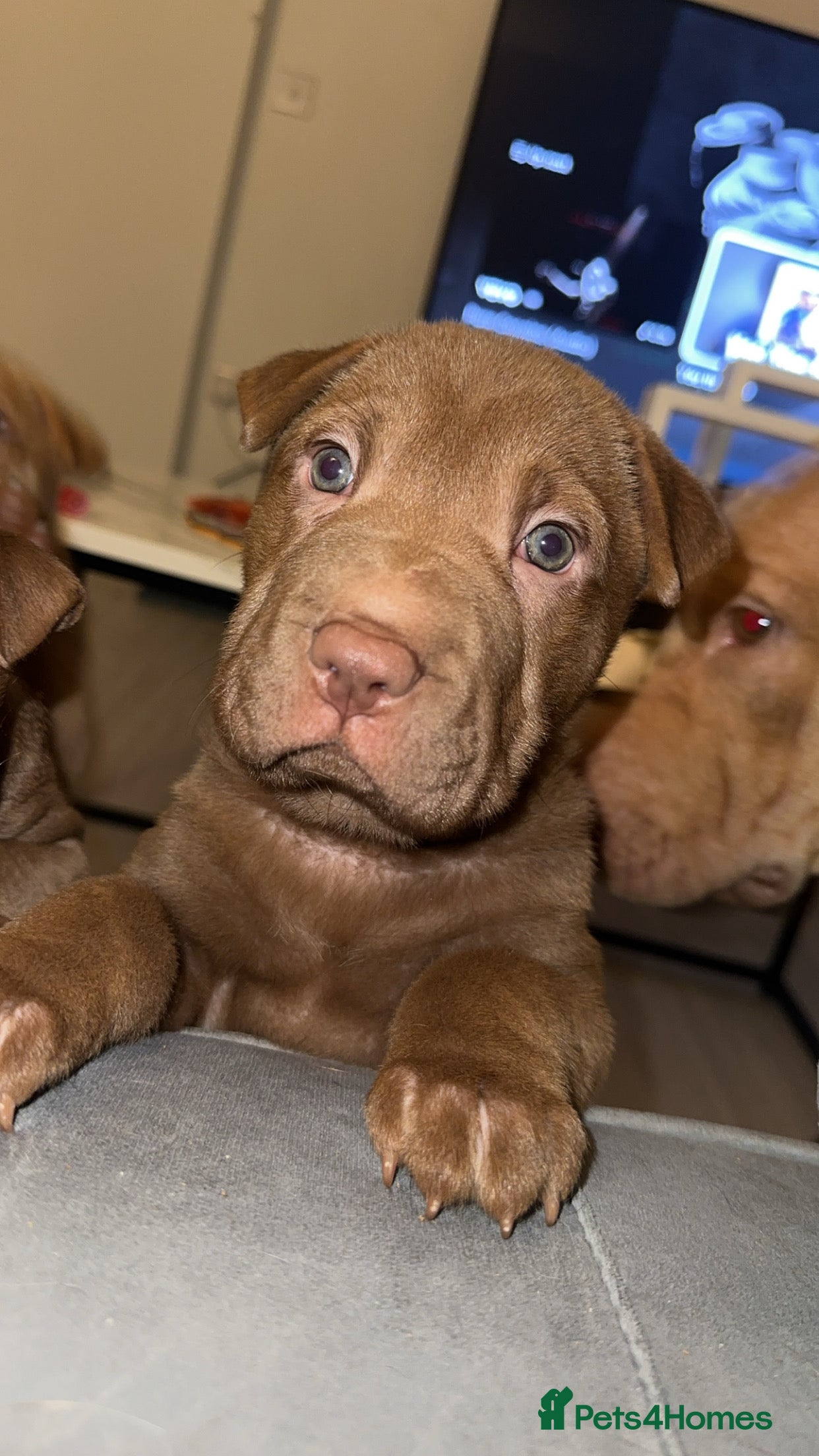 Mixed Breed dogs CHEAP 3 LEFT bull x sharpei  - Advert 18