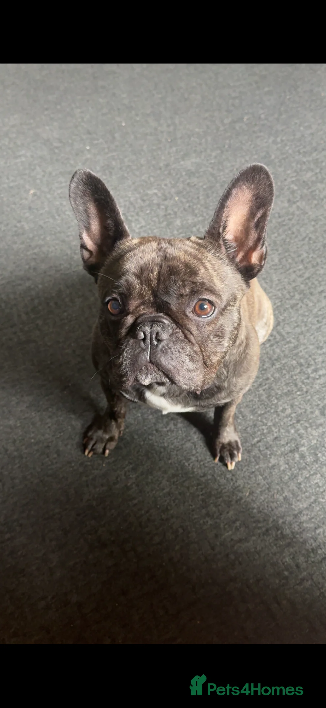 French Bulldog dogs for sale: Lovely Pedigree French Bulldog - Advert 3