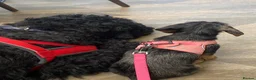 Dachshund dogs for sale: Wirehaired Standard Dachshund  - Advert 5