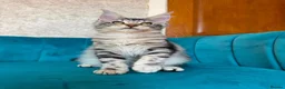 Maine Coon cats for sale: TICA Pedigree Registered Maine Coon Kittens - Advert 28