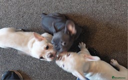 French Bulldog dogs for sale: Frenchy girls - Advert 2