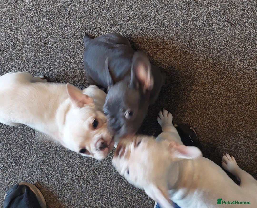 French Bulldog dogs for sale: Frenchy girls - Advert 2