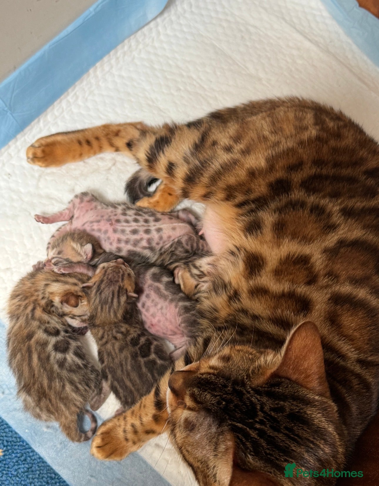 Bengal cats 2 beautiful bengal boys! - Advert 1